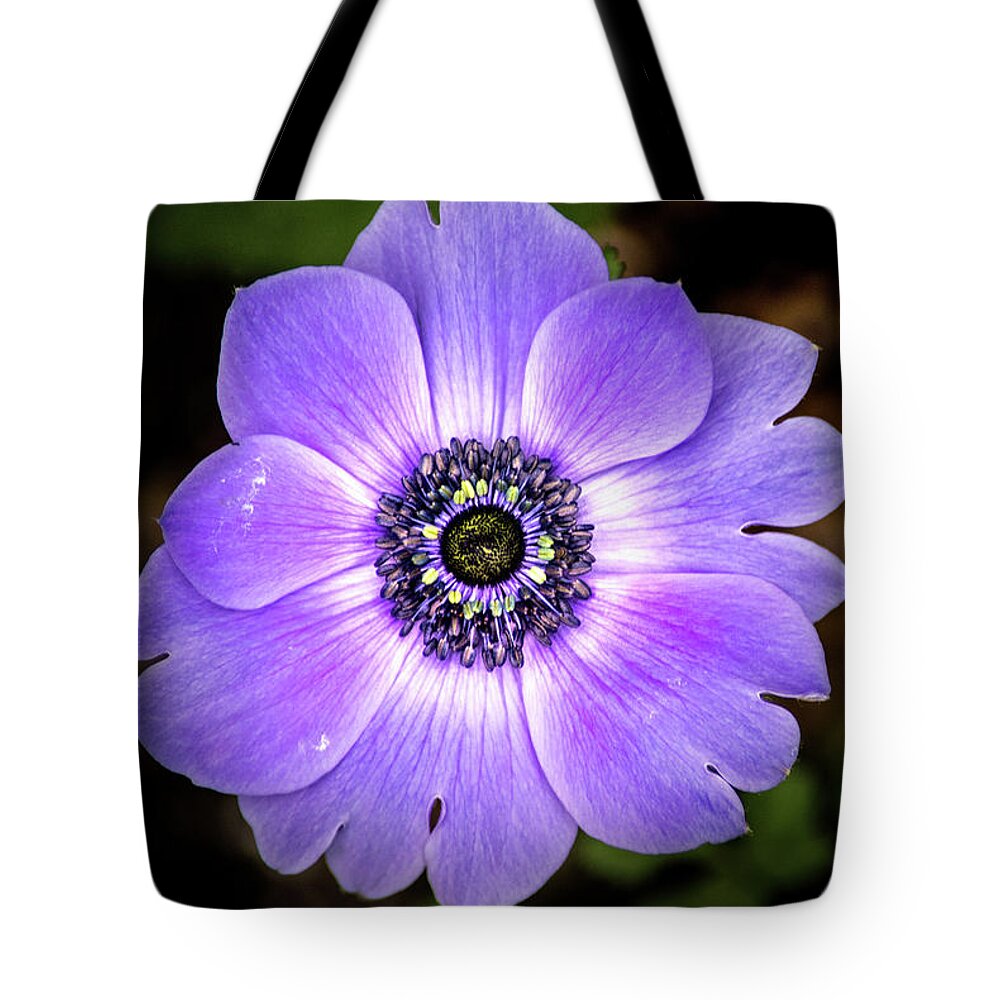 Flower Tote Bag featuring the photograph Lovely Anemone by Don Johnson