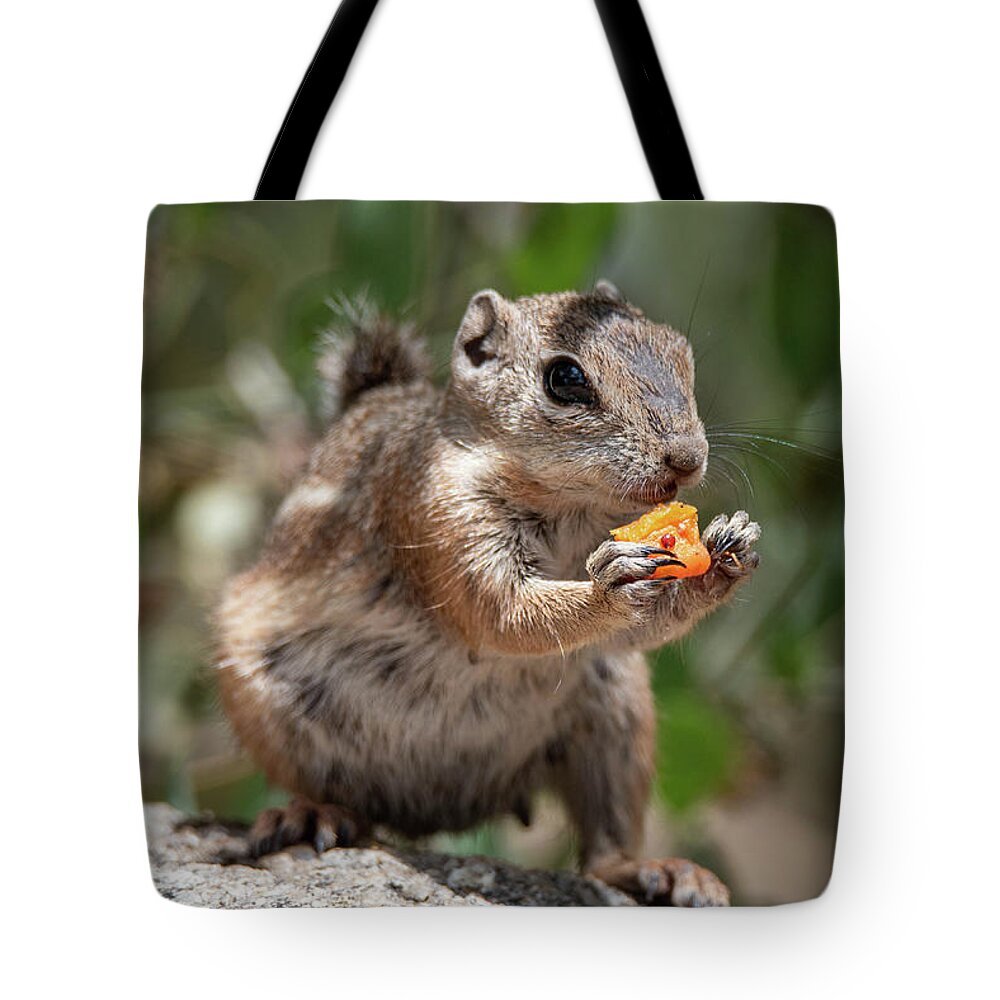 Chipmunk Tote Bag featuring the photograph Lunch Time by Nicole Zenhausern