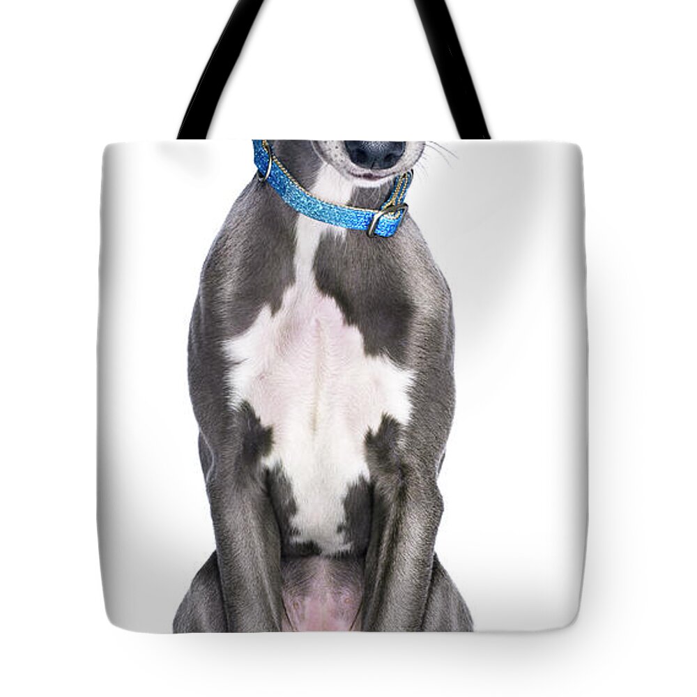 Pets Tote Bag featuring the photograph Lurcherwhippet Dog by Gandee Vasan