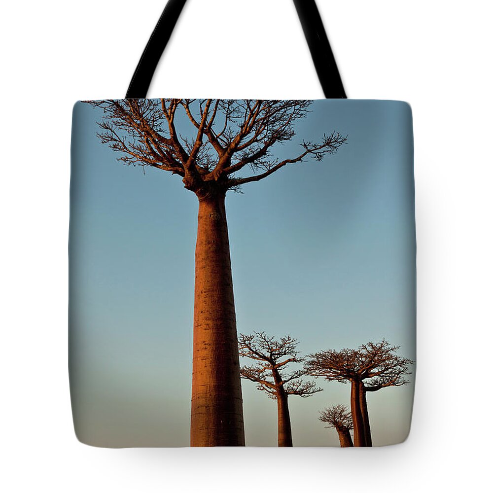 Estock Tote Bag featuring the digital art Madagascar, The Famous Avenue De Baobab (baobab Alley) Near Morondava by Vittorio Sciosia