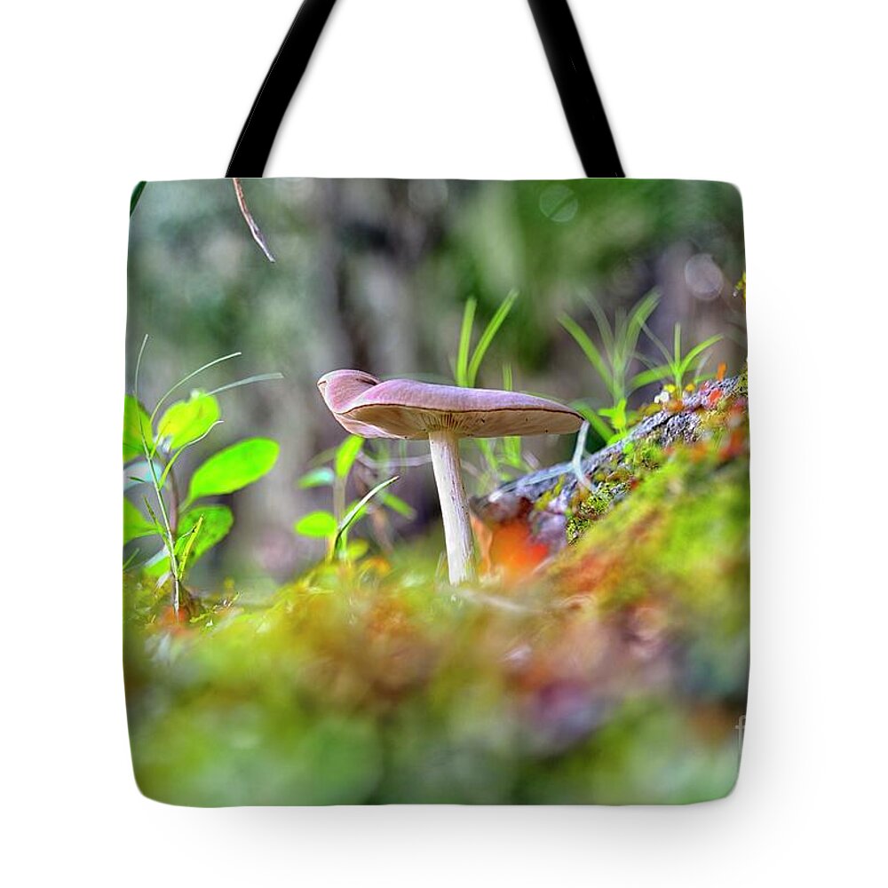 Myakka State Park Tote Bag featuring the photograph Magical Mushroom by Alison Belsan Horton