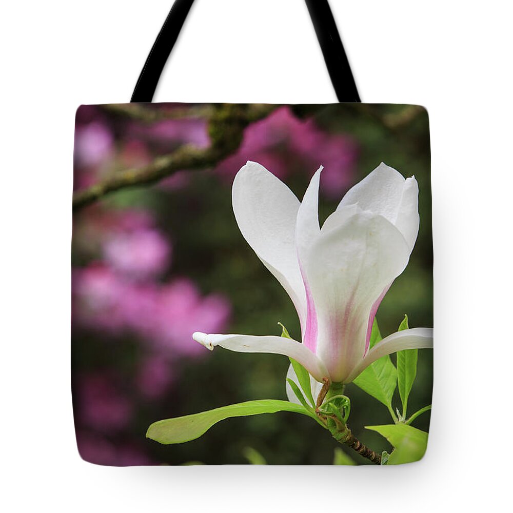 Japanese Garden Tote Bag featuring the photograph Magnolia by Briand Sanderson