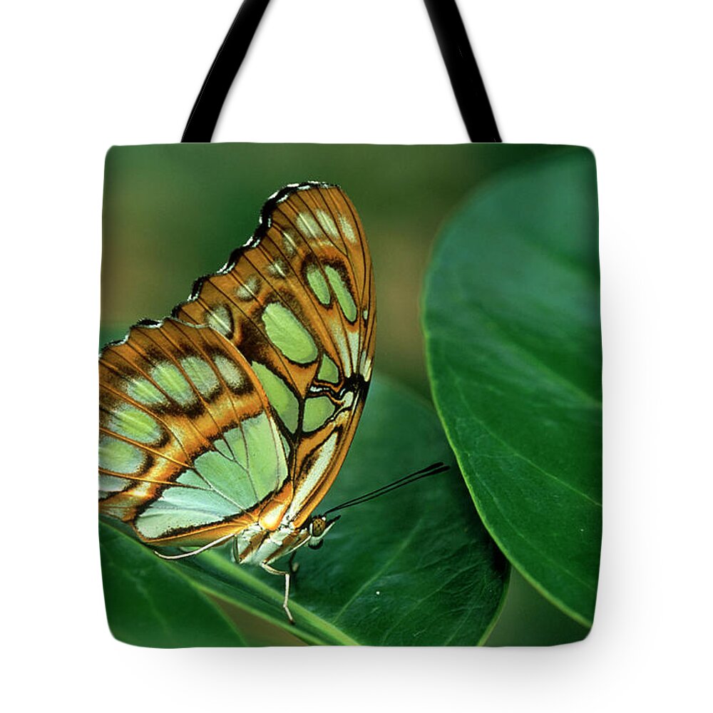 Nymphalidae Tote Bag featuring the photograph Malachite Butterfly, Siproeta Stelenes by Adam Jones