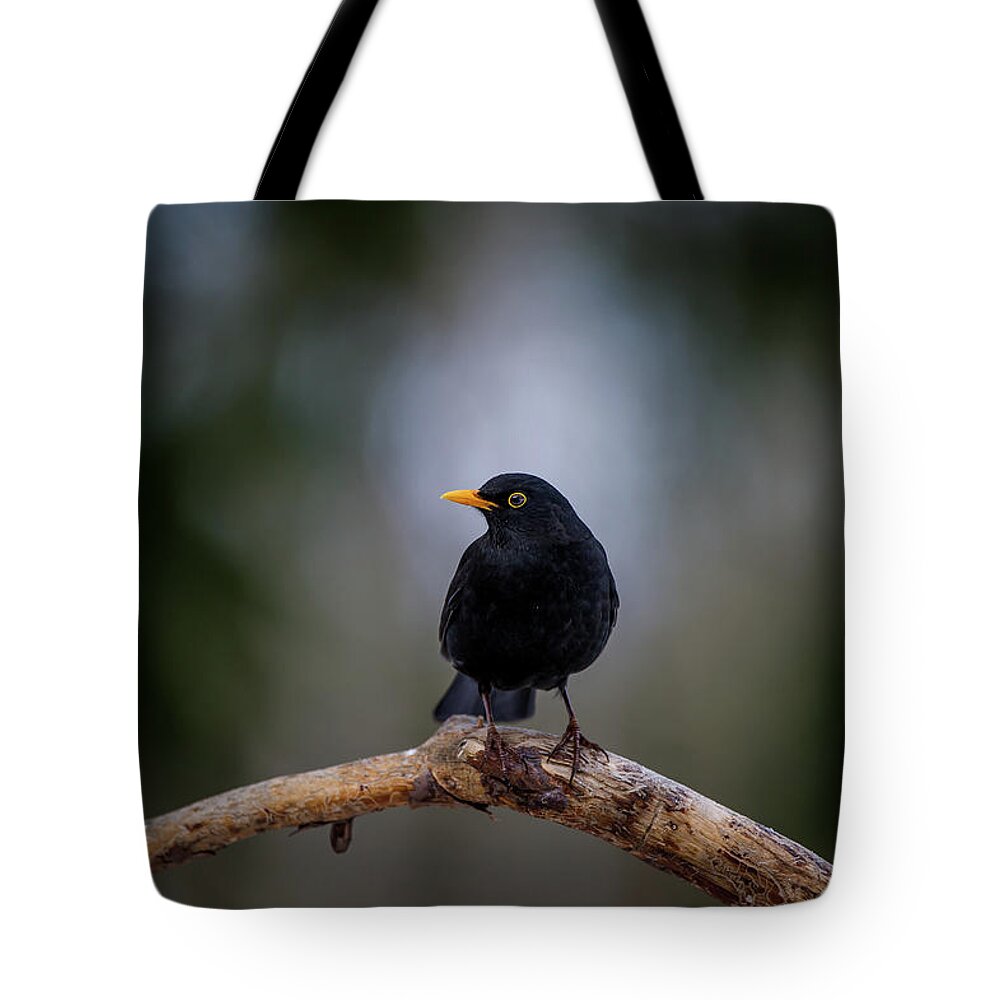 Blackbird Tote Bag featuring the photograph Male blackbird perching on an old pine branch by Torbjorn Swenelius