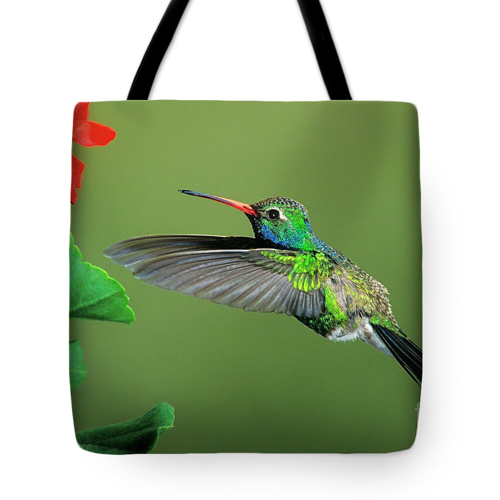 Dave Welling Tote Bag featuring the photograph Male Broad-billed Hummingbird At Red Flower by Dave Welling