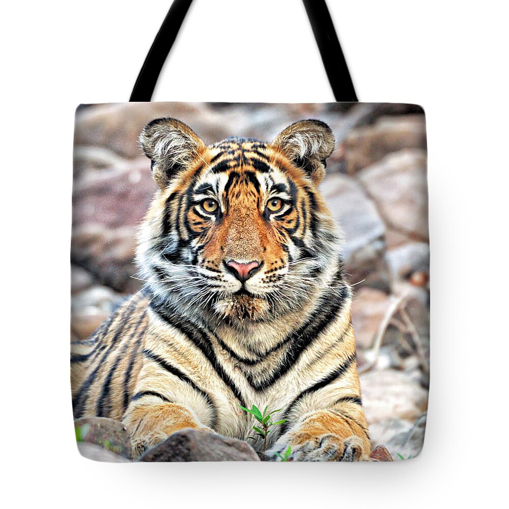 Ranthambore National Park Tote Bag featuring the photograph Male Tiger Cub by Copyright@jgovindaraj