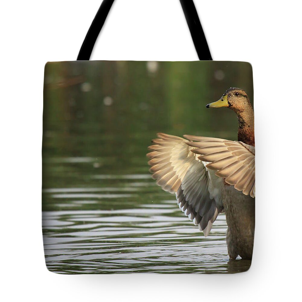 Animal Themes Tote Bag featuring the photograph Mallard - Duck by Fabio Nodari
