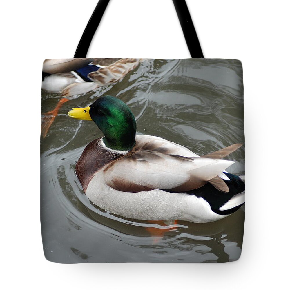 Mallard Ducks Tote Bag featuring the photograph Mallard Ducks In A Splash by Ee Photography