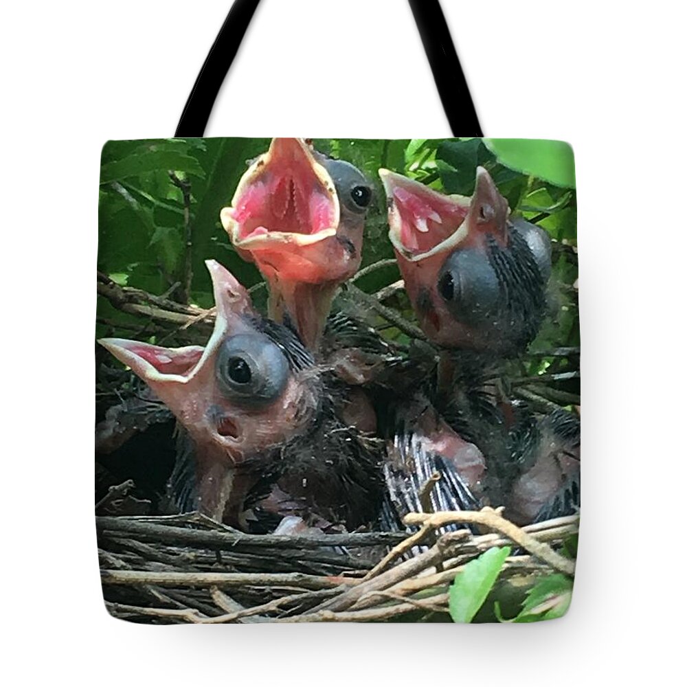 Baby Birds Tote Bag featuring the photograph Mama feed me by Colette Lee