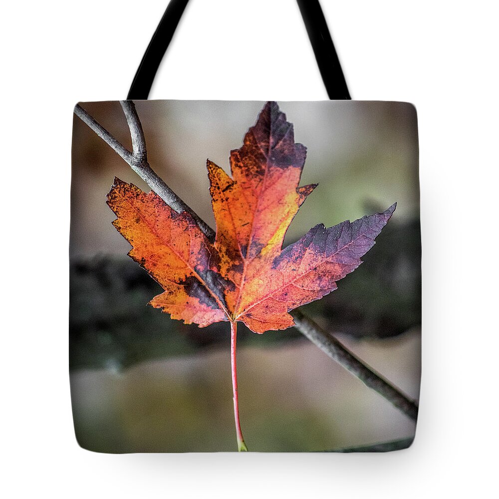 Archbold Tote Bag featuring the photograph Maple 1 by Michael Arend