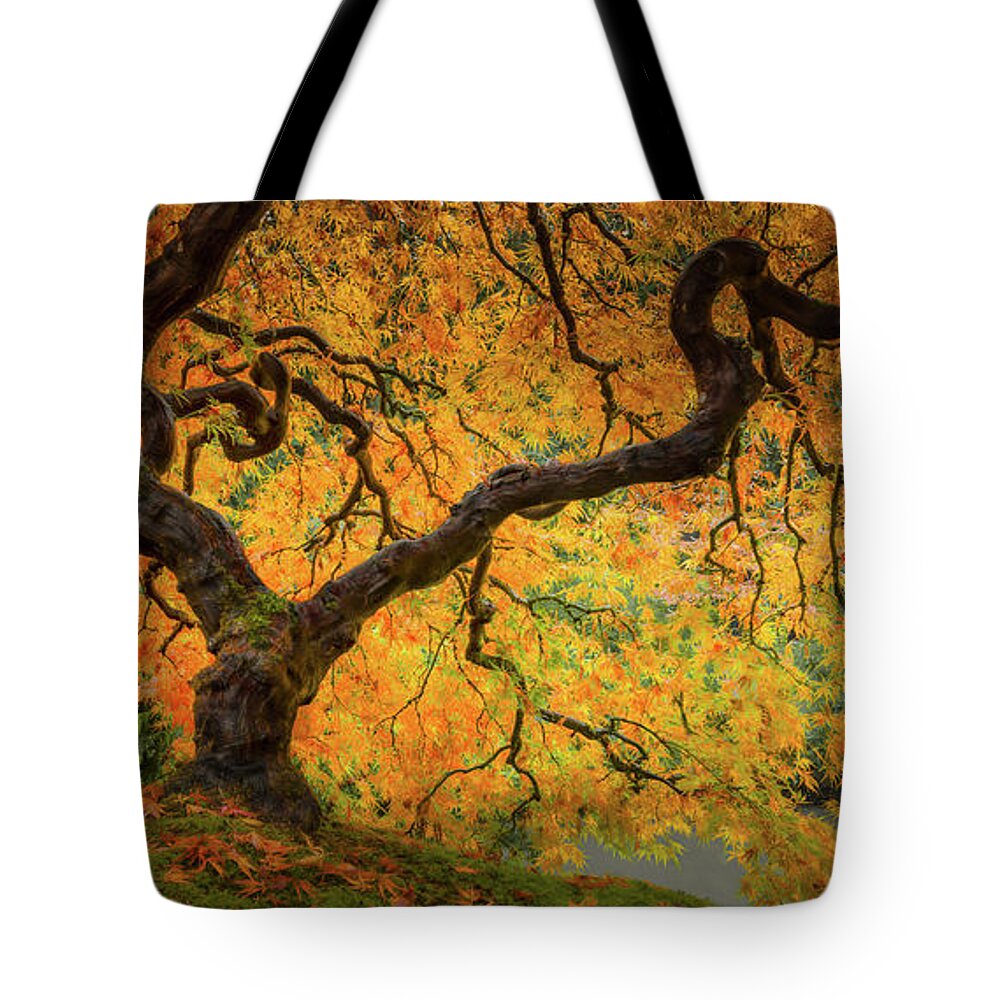 Autumn Colors Tote Bag featuring the photograph Maple in the Autumn Light by Don Schwartz