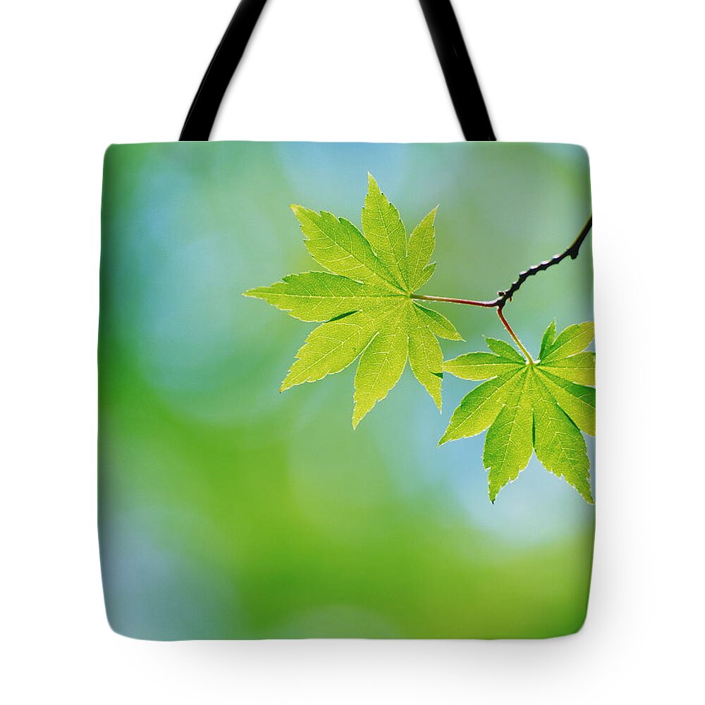 Outdoors Tote Bag featuring the photograph Maple Leaves, Close Up by Gyro Photography/amanaimagesrf