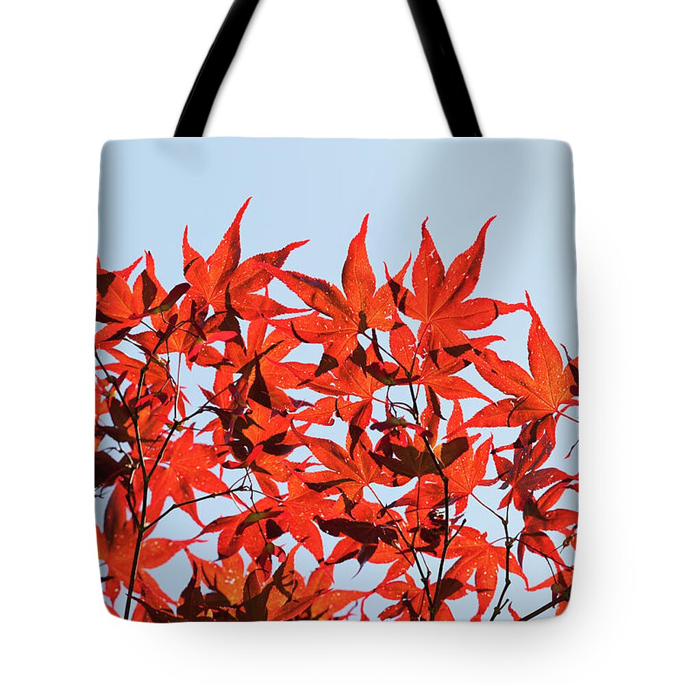 Outdoors Tote Bag featuring the photograph Maple Tree Foliage by Andrew Dernie