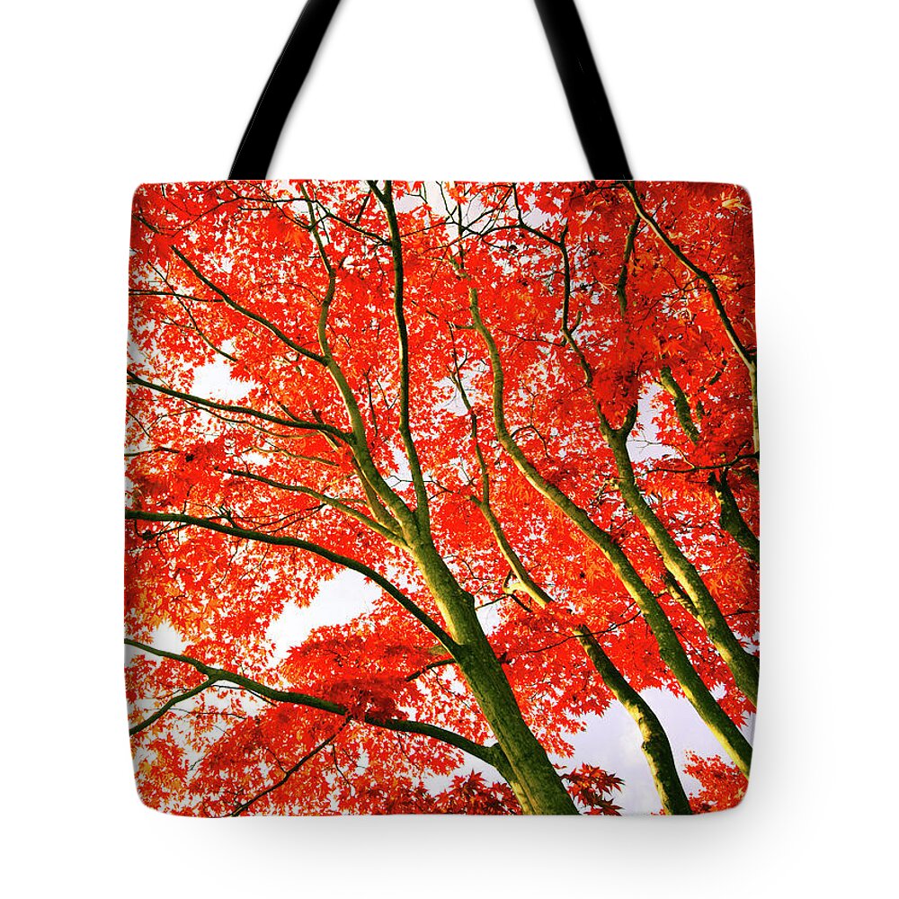 Outdoors Tote Bag featuring the photograph Maple Trees In Autumn by Photolife/a.collectionrf