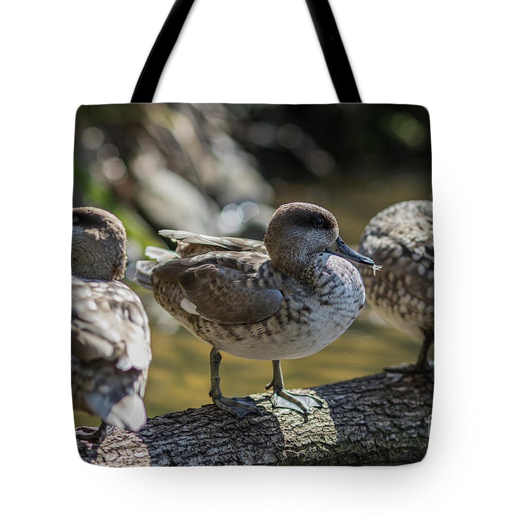 Marbled Ducks Tote Bag featuring the photograph Marbled Ducks by Eva Lechner