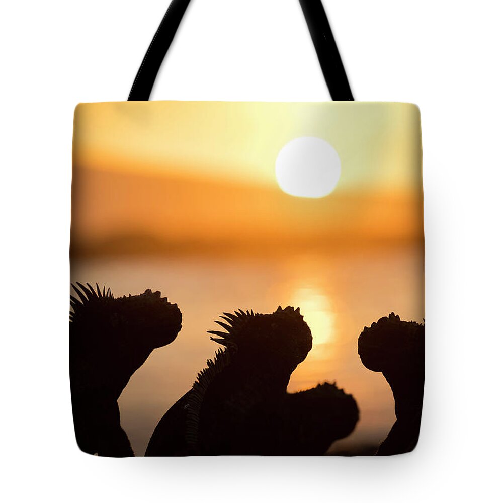 Animal Tote Bag featuring the photograph Marine Iguanas At Sunset by Tui De Roy