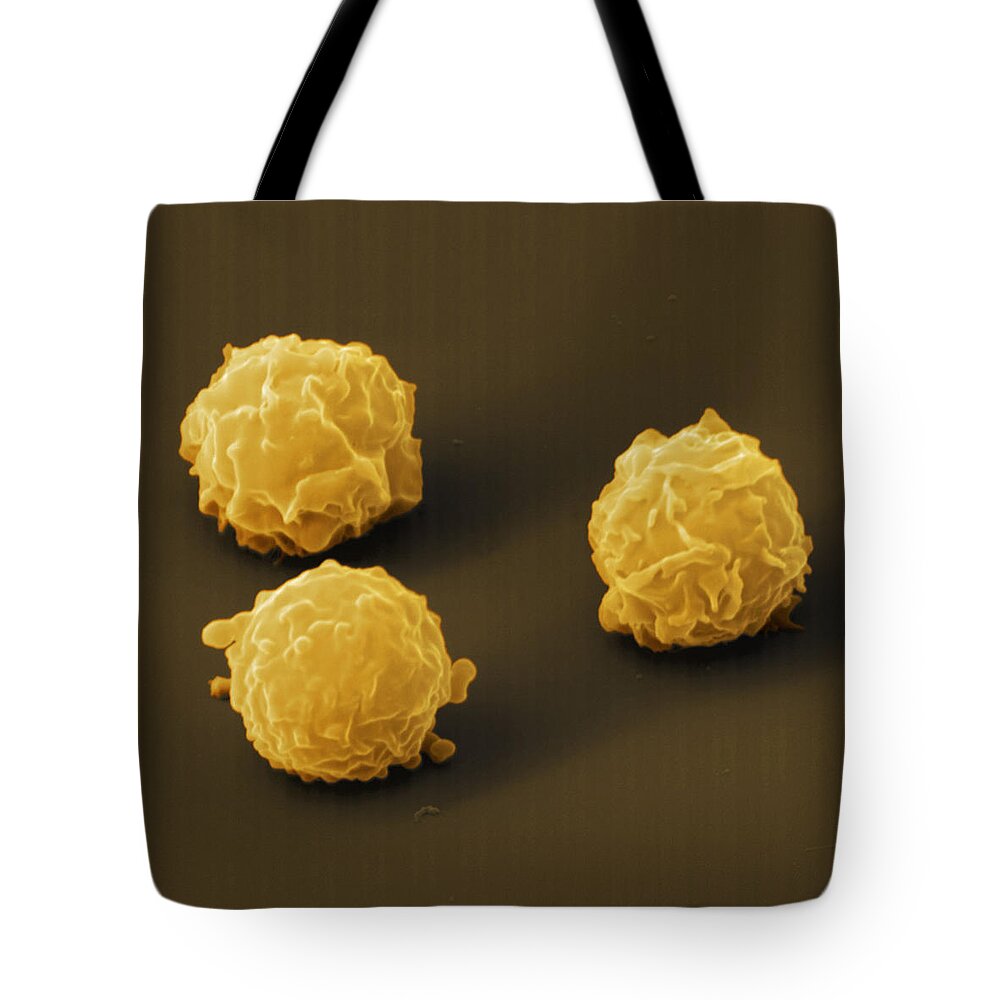 Blood Cell Tote Bag featuring the photograph Marrow Cells by Meckes/ottawa