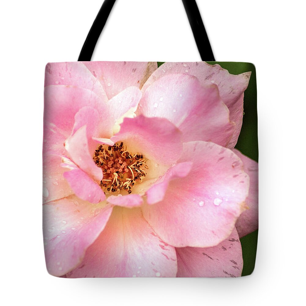 Flower Tote Bag featuring the photograph Maryland Pink Rose by Don Johnson