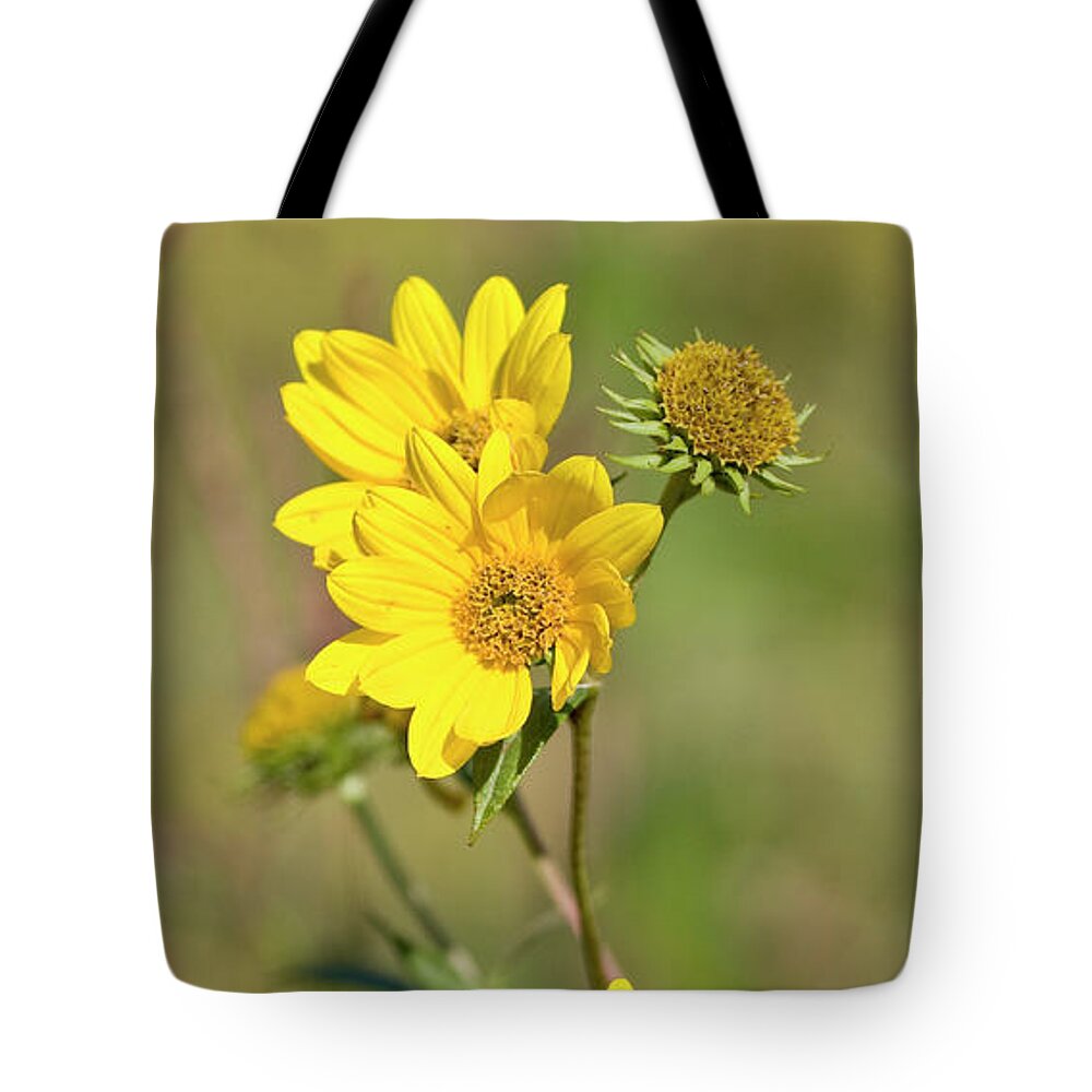 Flower Tote Bag featuring the photograph Maximilian Sunflowers - UW Arboretum by Steven Ralser