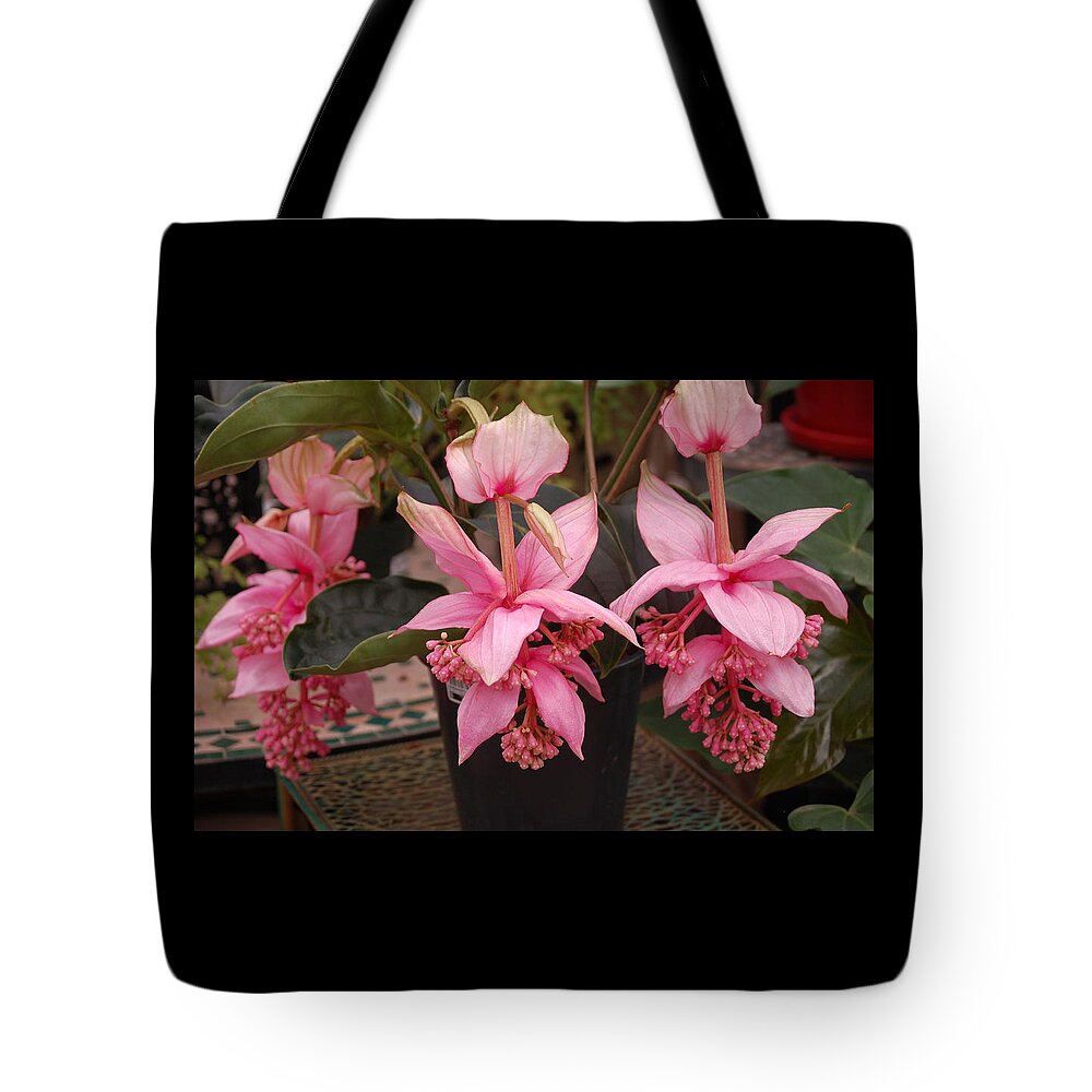 Flowers Tote Bag featuring the photograph Medinilla Magnifica by Nancy Ayanna Wyatt