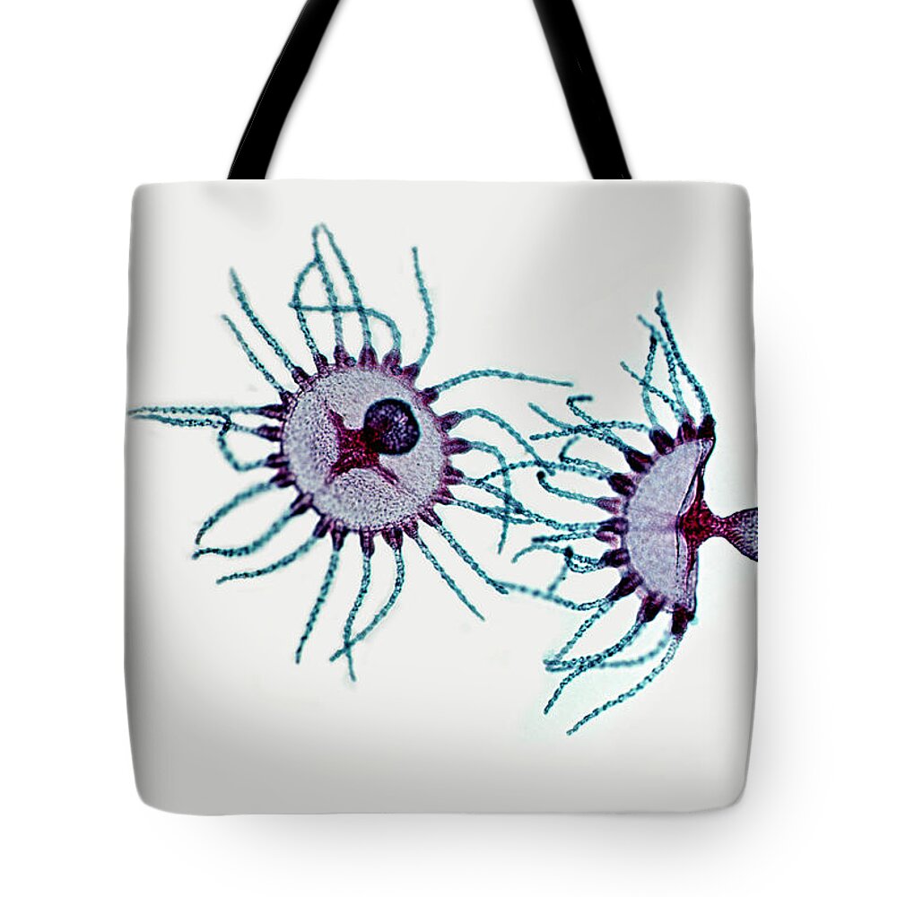 Hydra Tote Bag featuring the photograph Medusae - Obelia. Manubrium, Tentacles by Ed Reschke
