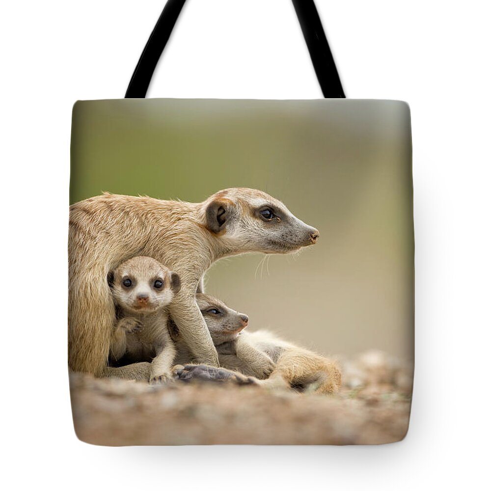 Care Tote Bag featuring the photograph Meerkat Pups With Adult, Namibia by Paul Souders