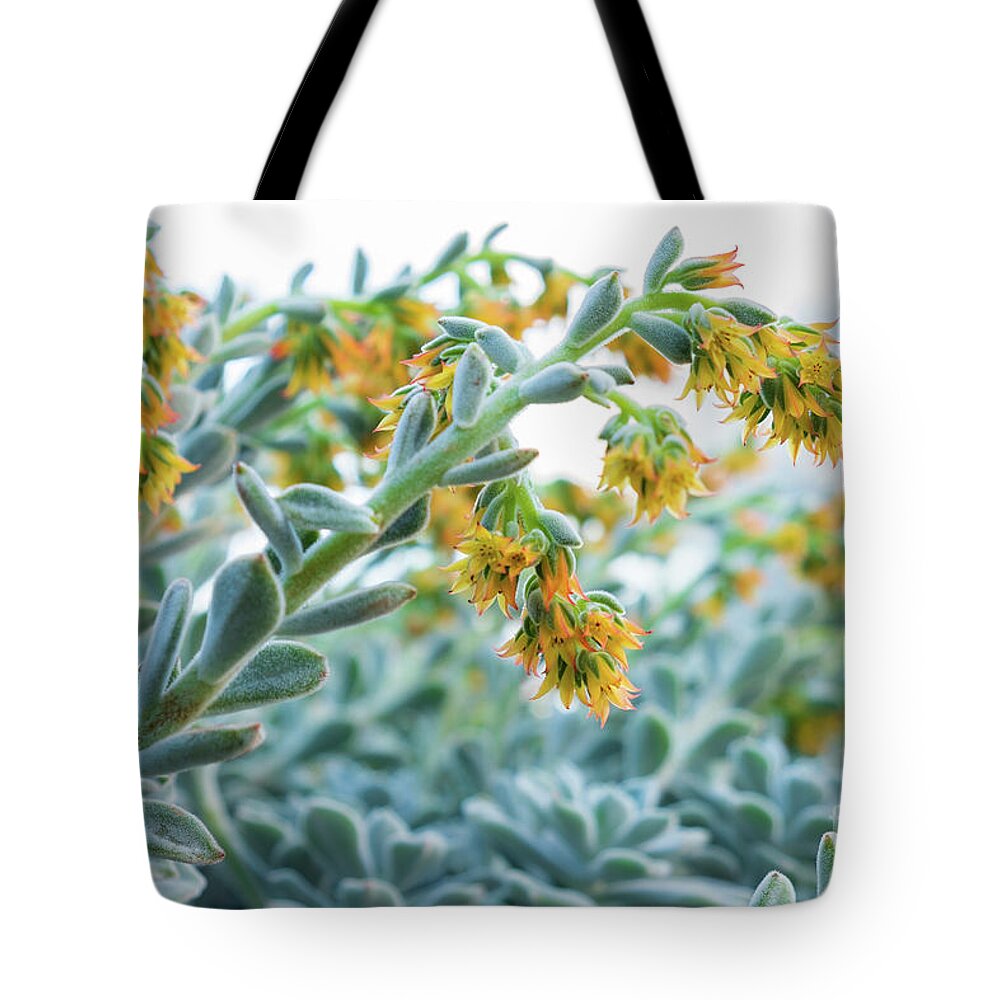 Mexican Echeveria In The Morning By Marina Usmanskaya Tote Bag featuring the photograph Mexican Echeveria in the morning by Marina Usmanskaya