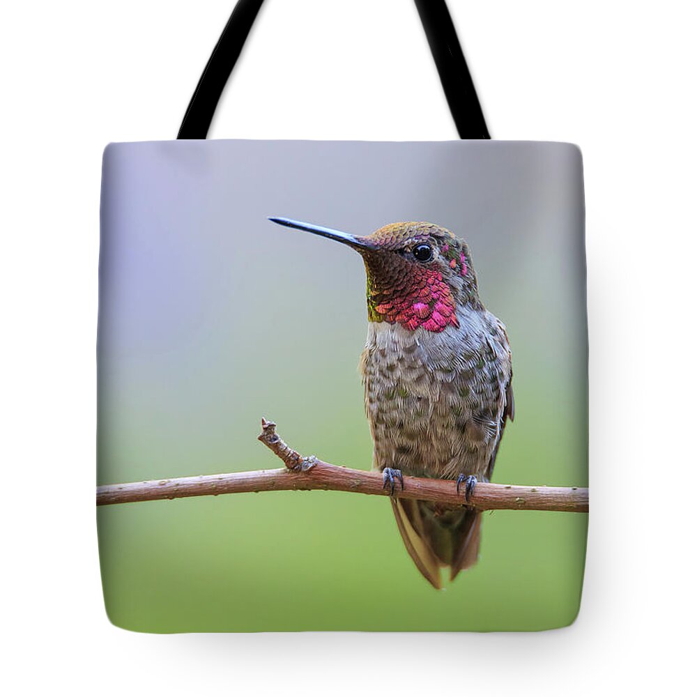 Animal Tote Bag featuring the photograph Midsummer Night's Dream I - Male Anna's Hummingbird by Briand Sanderson