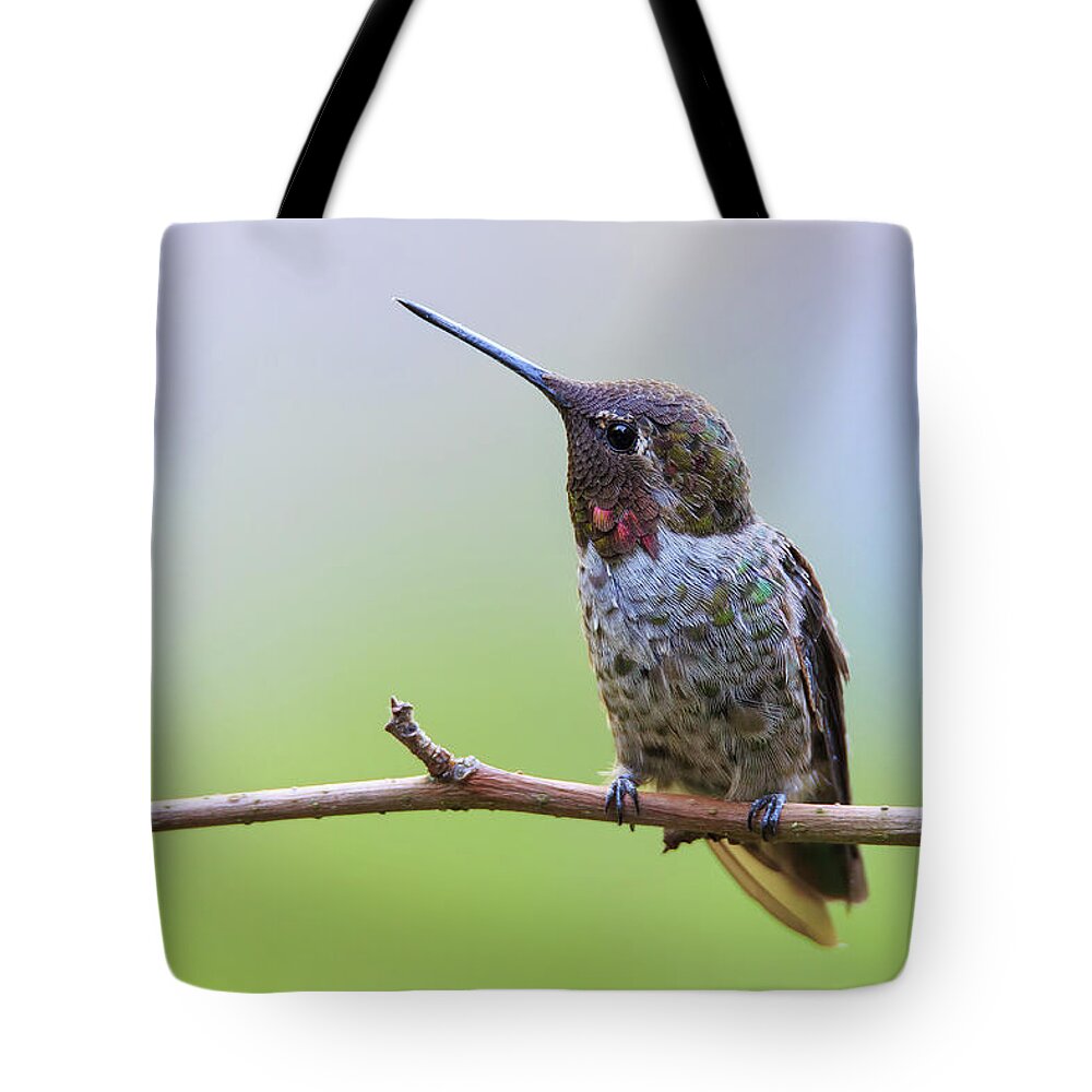 Animal Tote Bag featuring the photograph Midsummer Night's Dream II - Male Anna's Hummingbird by Briand Sanderson