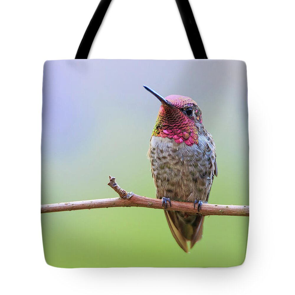 Animal Tote Bag featuring the photograph Midsummer Night's Dream III - Male Anna's Hummingbird by Briand Sanderson