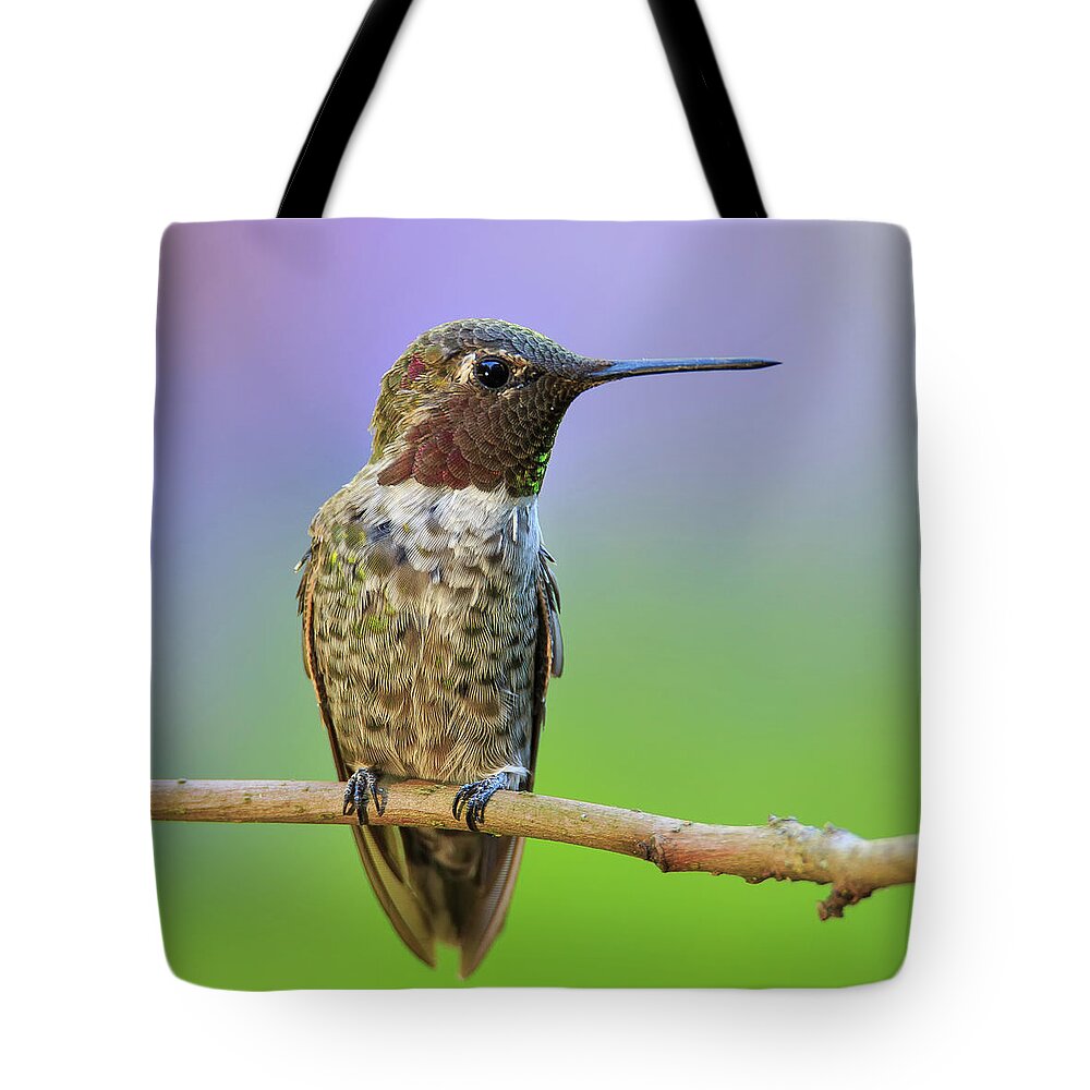 Animal Tote Bag featuring the photograph Midsummer Night's Dream IV - Male Anna's Hummingbird by Briand Sanderson