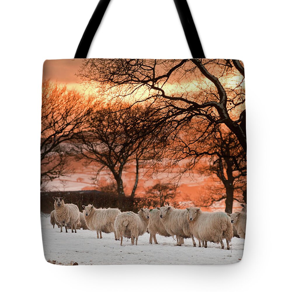 Snow Tote Bag featuring the photograph Midwinter In England by Dageldog