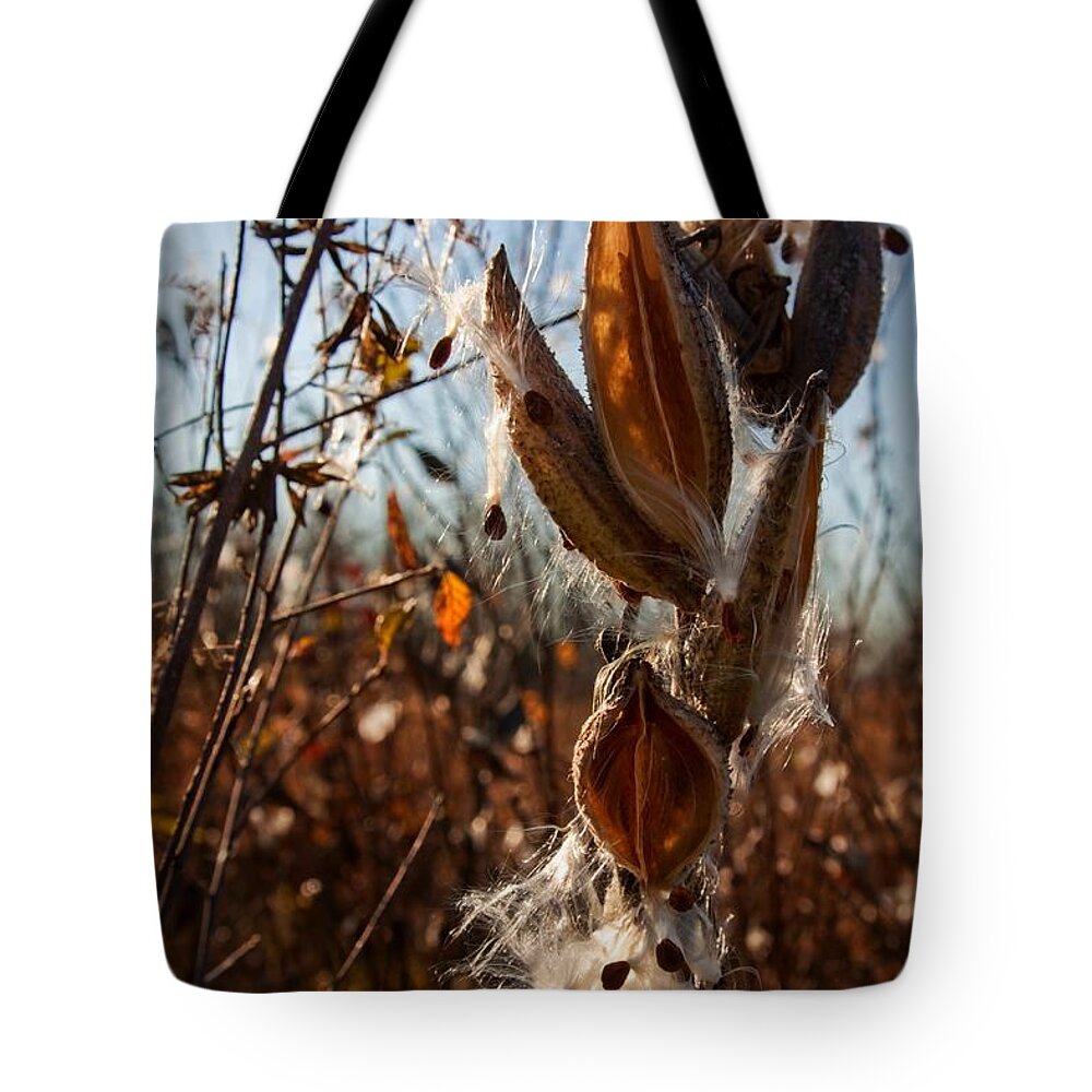 Milkweed Tote Bag featuring the photograph Milk Pods in Magic Light 2 by Tatiana Travelways