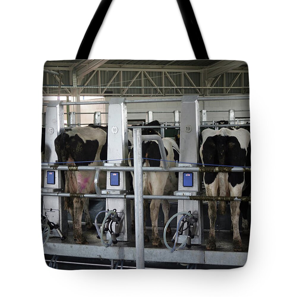 Milk Tote Bag featuring the photograph Milking In Process by Emesilva