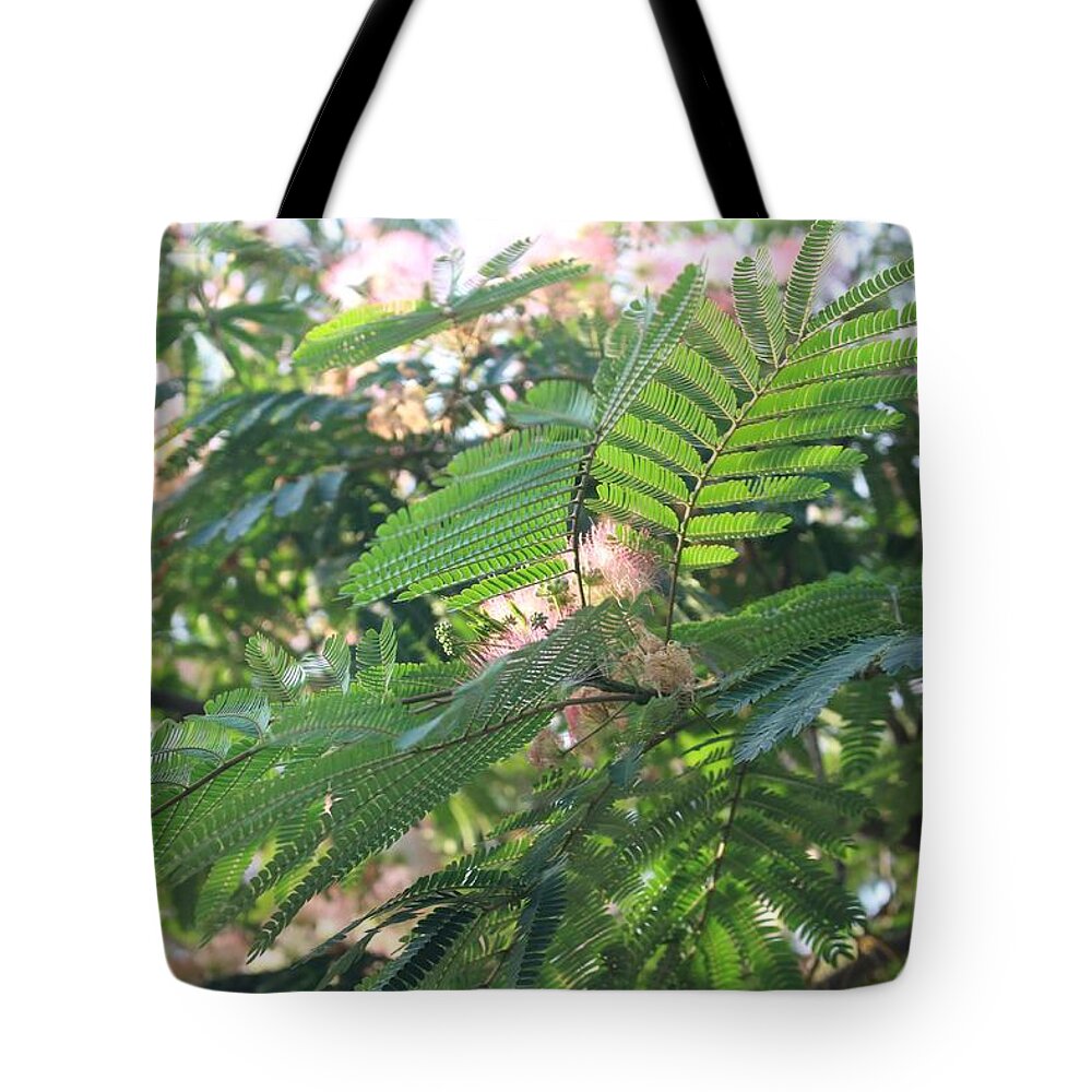 Mimosa Tree Tote Bag featuring the photograph Mimosa Tree Blooms and Fronds by Christopher Lotito