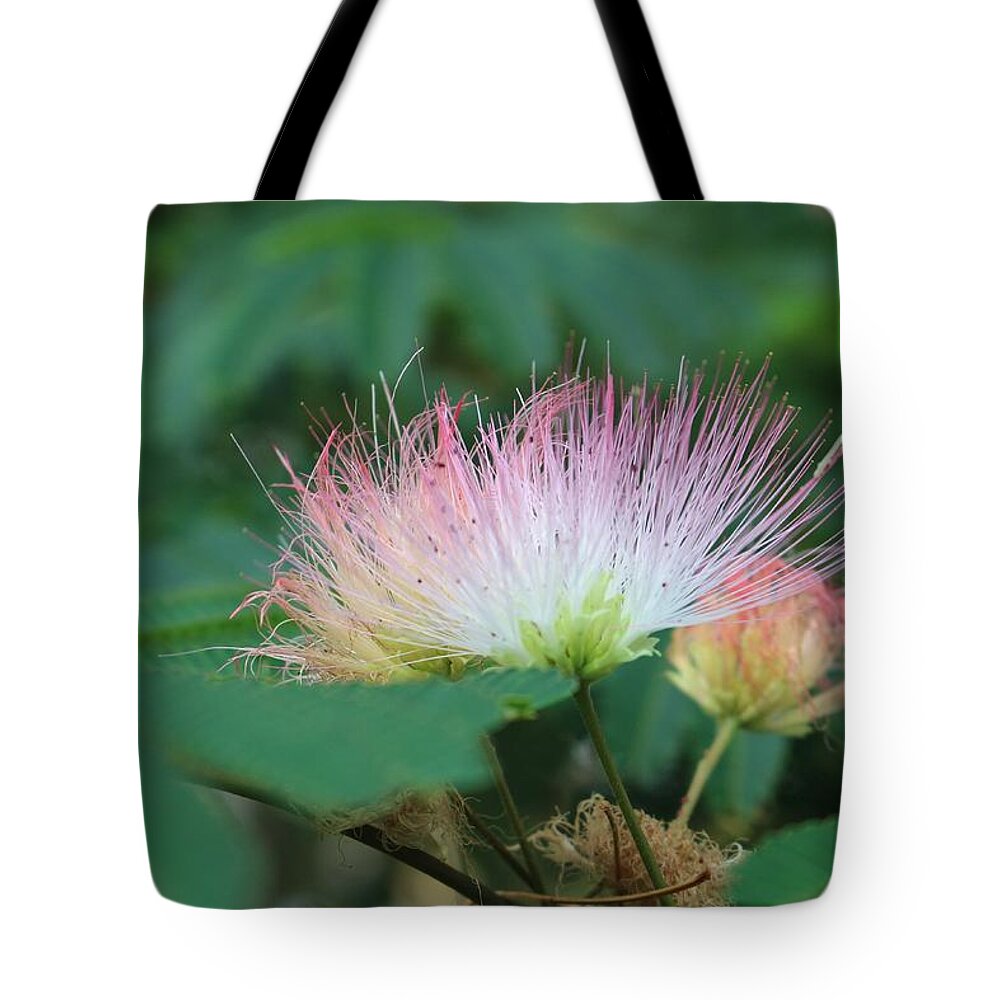 Macro Tote Bag featuring the photograph Mimosa Tree in Bloom by Christopher Lotito