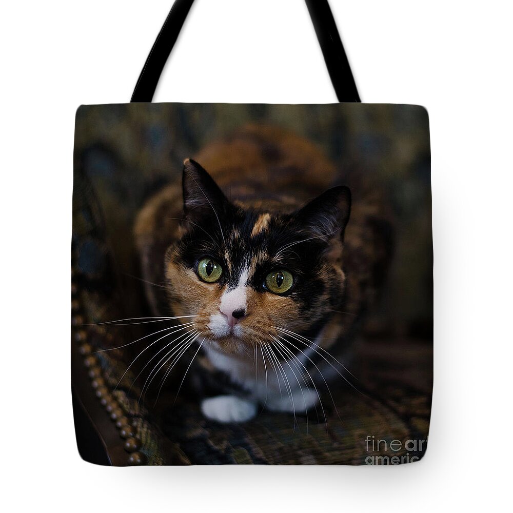 Calico Cat Tote Bag featuring the photograph Mischa by Irina ArchAngelSkaya