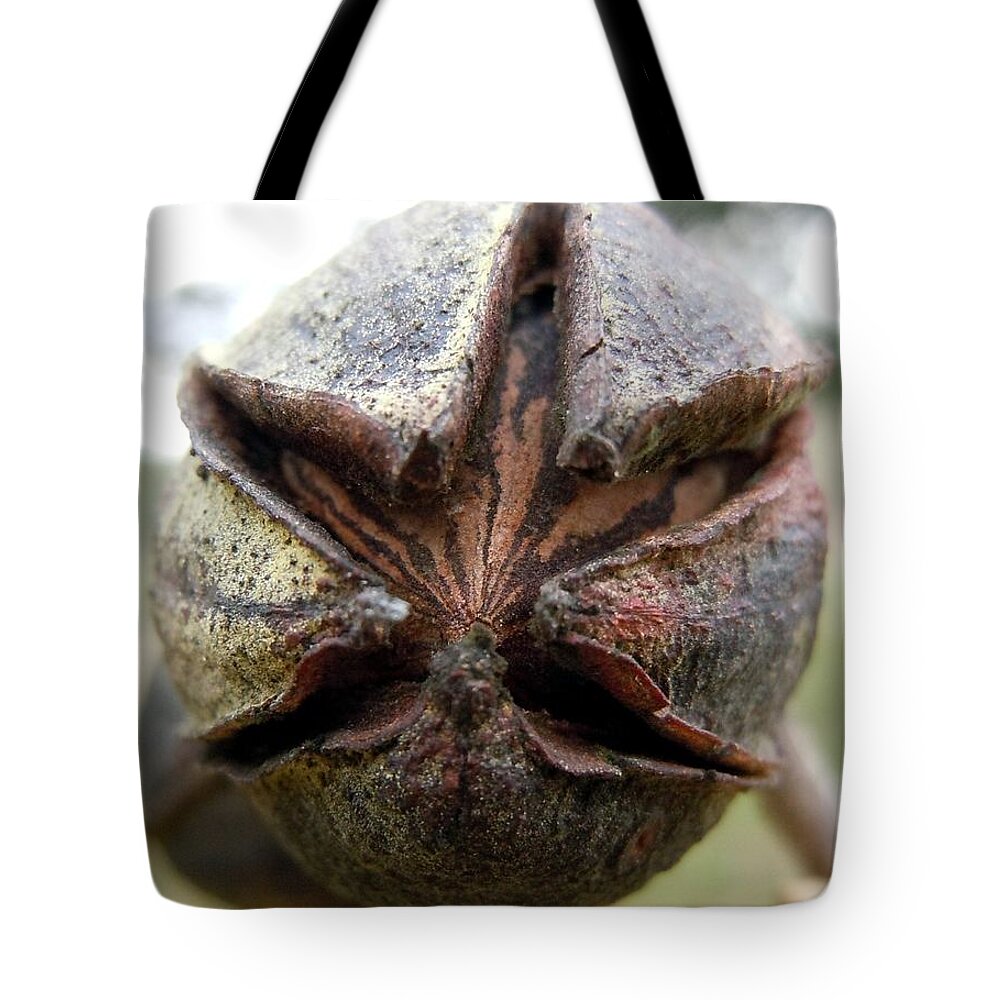 Pecan Tote Bag featuring the photograph Mister Pecan by Ivars Vilums