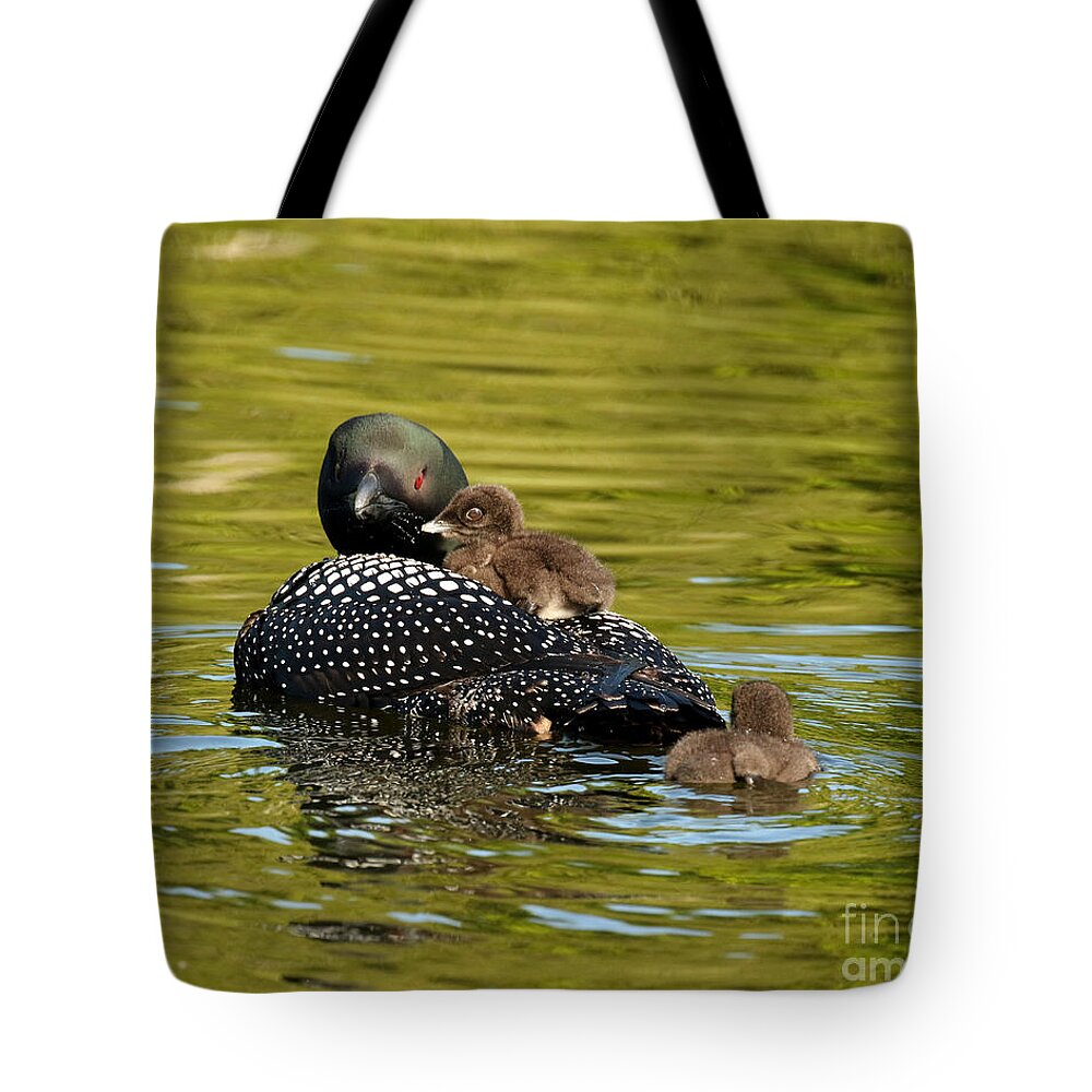 Animals Tote Bag featuring the photograph Mom loon and her babies by Heather King