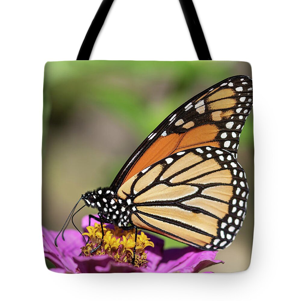 Monarch Butterfly Tote Bag featuring the photograph Monarch 2018-32 by Thomas Young