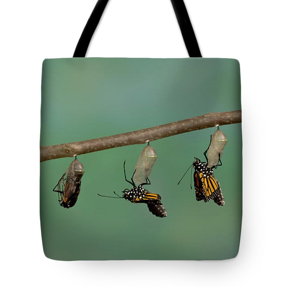 Hanging Tote Bag featuring the photograph Monarch Butterfly Emerging From Its by Stanley45
