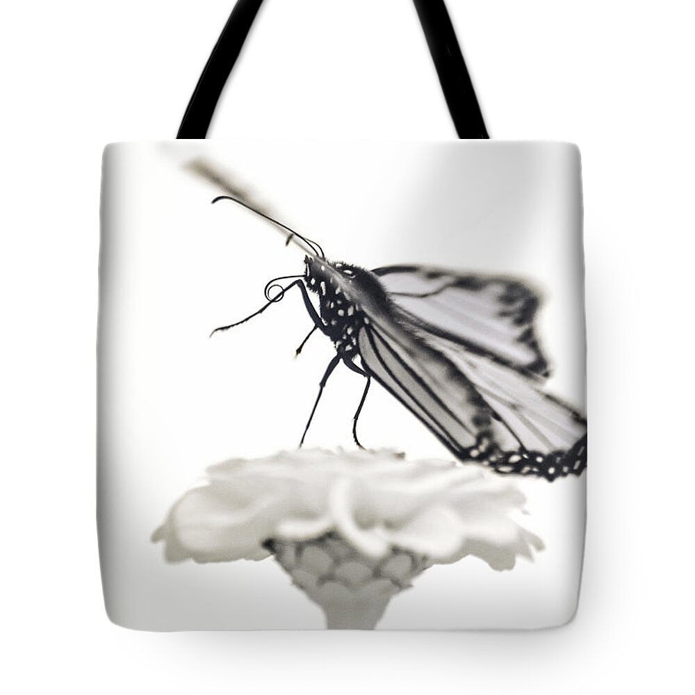 Ir Infra Red Infrared Monarch Butterfly Butterflies Flower Flowers Floral Botany Botanical Outside Outdoors Nature Natural Insect Ma Mass Massachusetts U.s.a. Brian Hale Brianhalephoto Fine Art 720nm Proboscis Tote Bag featuring the photograph Monarch in Infrared 4 by Brian Hale