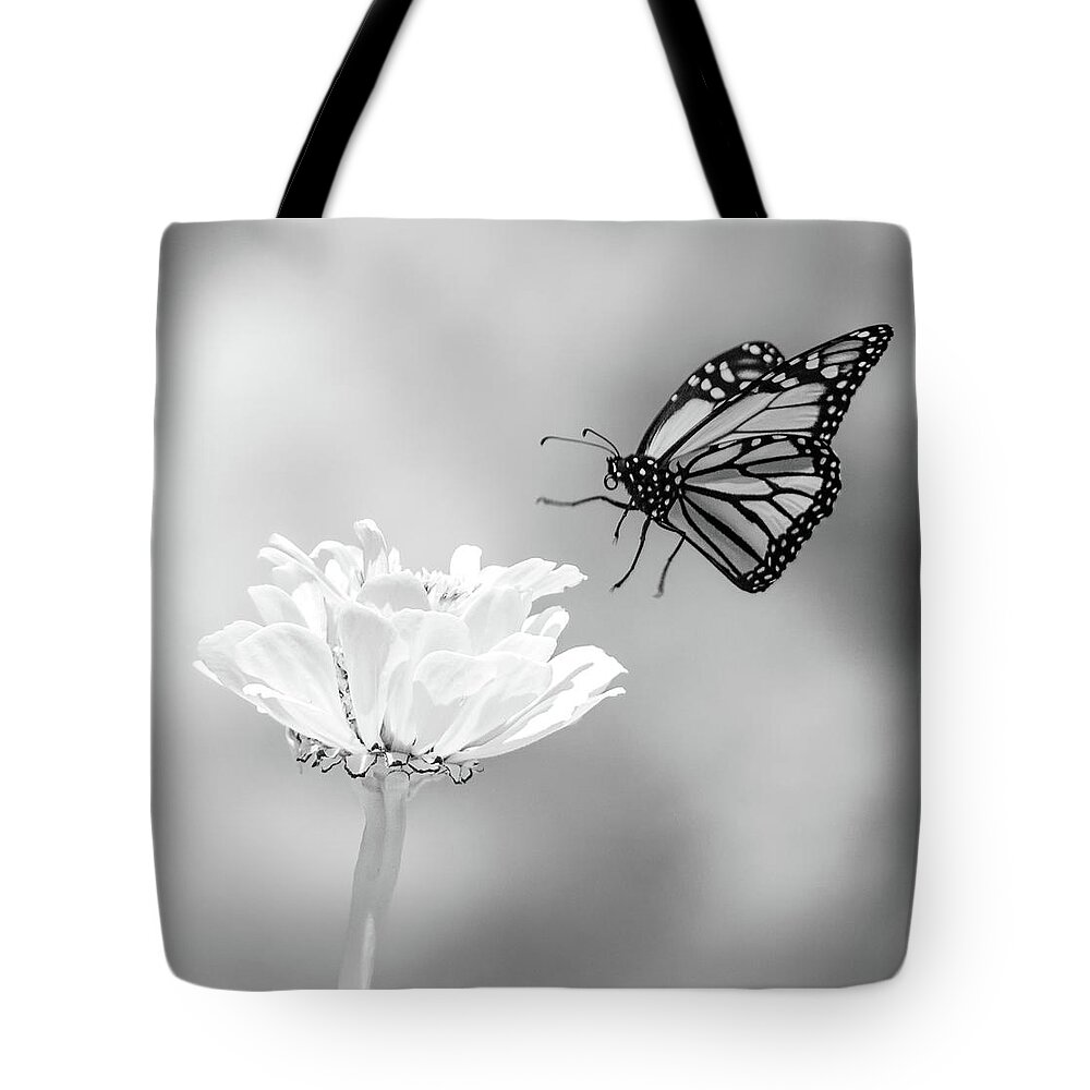 Ir Infra Red Infrared Monarch Landing Flying Flight Butterfly Butterflies Flower Flowers Floral Botany Botanical Outside Outdoors Nature Natural Insect Ma Mass Massachusetts U.s.a. Brian Hale Brianhalephoto Fine Art 720nm Tote Bag featuring the photograph Monarch in Infrared 6 by Brian Hale