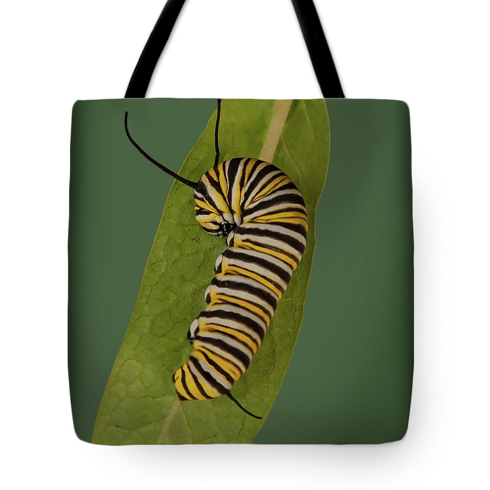 Monarch Tote Bag featuring the photograph Monarch by Larry Linton