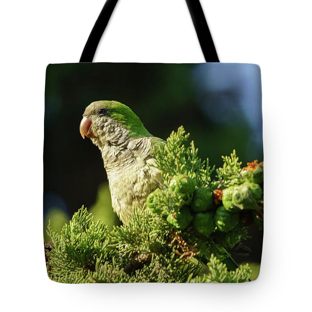 Ara Tote Bag featuring the photograph Monk Parakeet Perched on a Tree by Pablo Avanzini