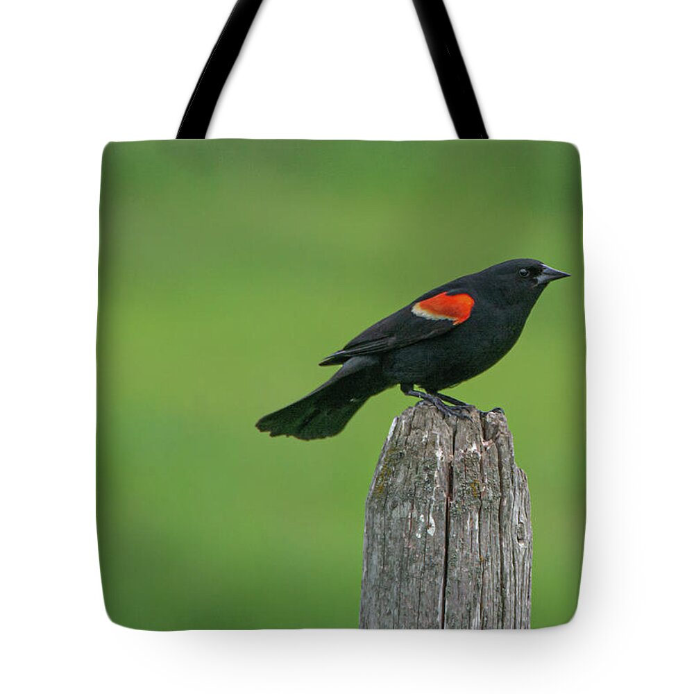 Red-winged Blackbird Tote Bag featuring the photograph Montana Meadow Dweller by Douglas Wielfaert