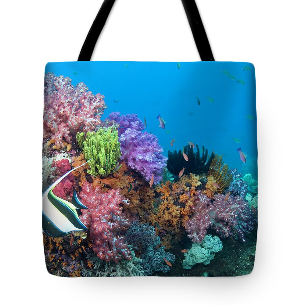 Underwater Tote Bag featuring the photograph Moorish Idol Zanclus Cornutus Fish On by Darryl Leniuk