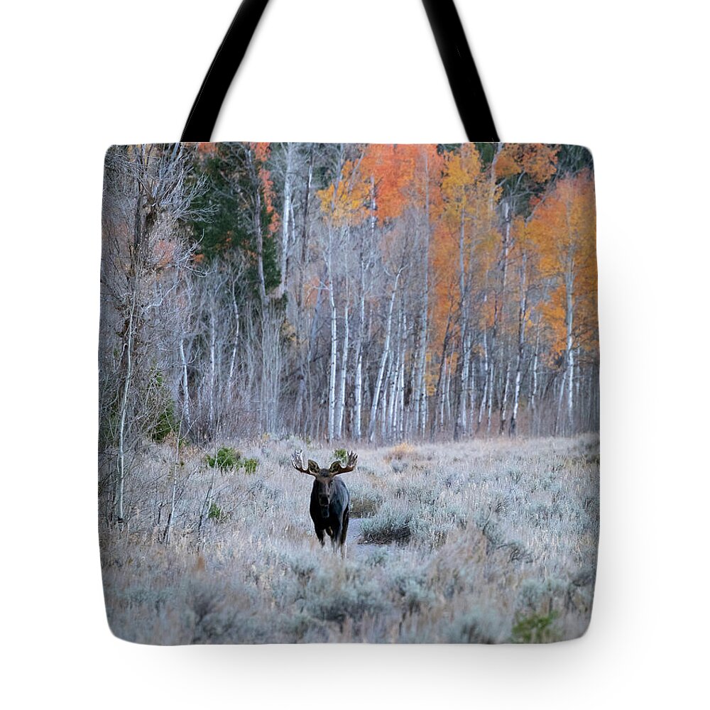 Moose Tote Bag featuring the photograph Moose and Aspen by Catherine Avilez
