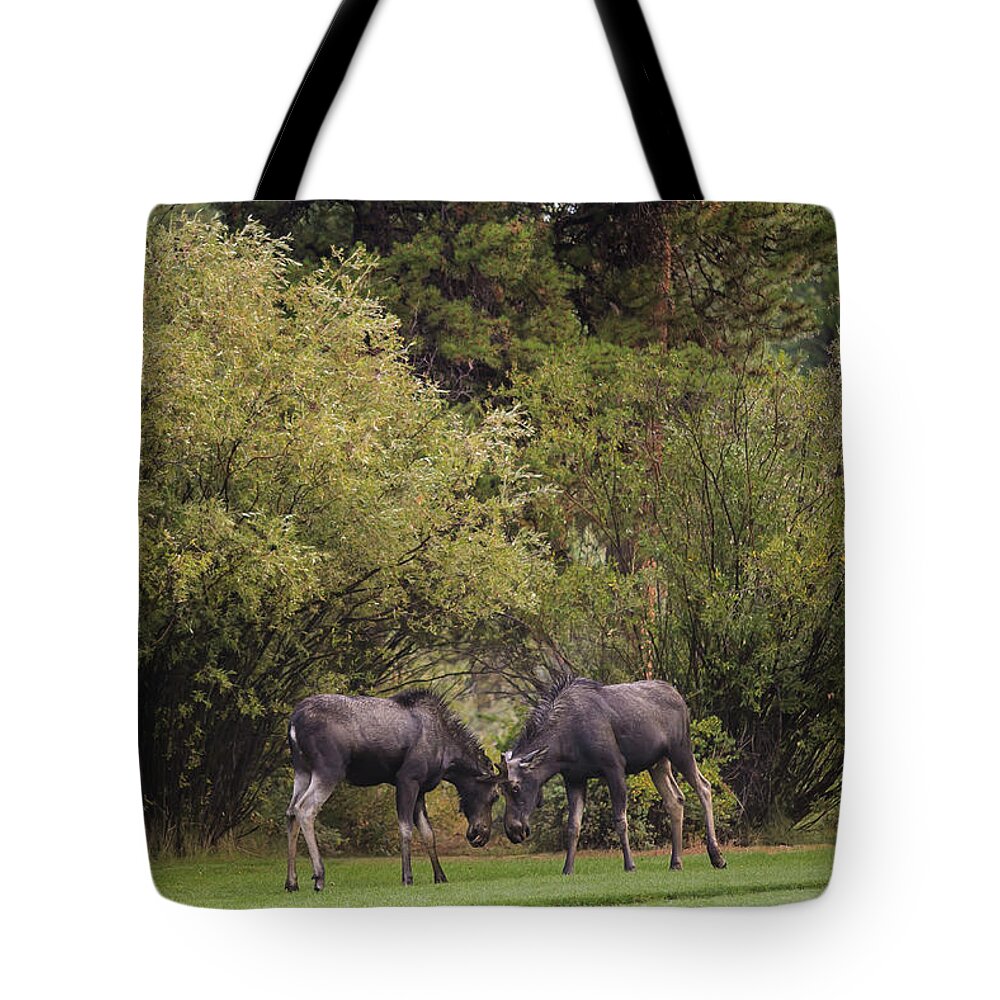 Young Moose At Play Tote Bag featuring the photograph Moose at play by Julieta Belmont