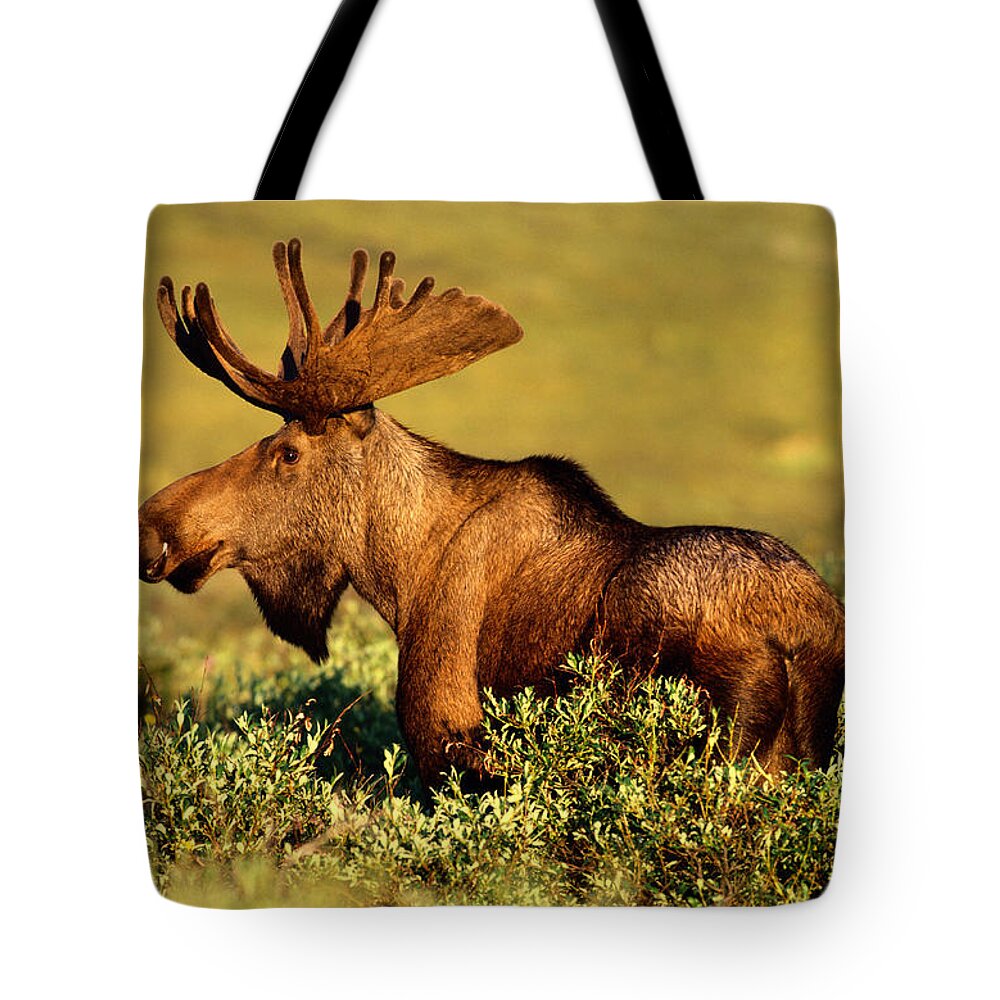 Animal Themes Tote Bag featuring the photograph Moose Bull Alces Alces In Field, Denali by Art Wolfe
